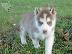 PoulaTo: Siberian husky for adoption